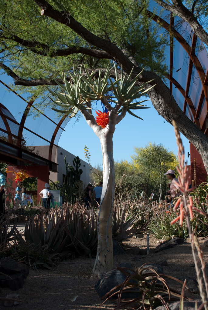 Desert Botanical Garden Desert Botanical Garden