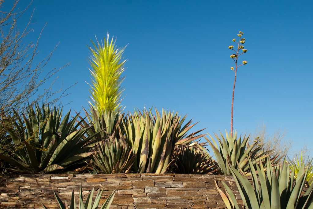 Desert Botanical Garden Desert Botanical Garden