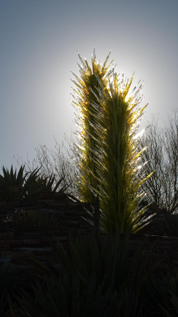 Desert Botanical Garden Desert Botanical Garden
