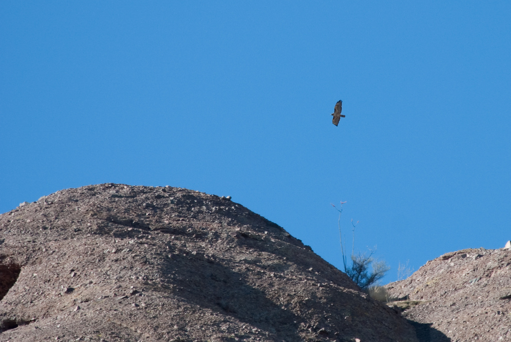 Vulture?