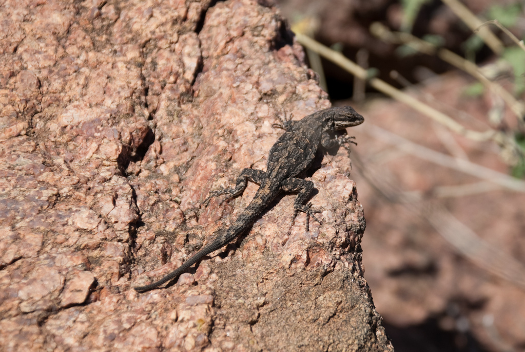 Lizard