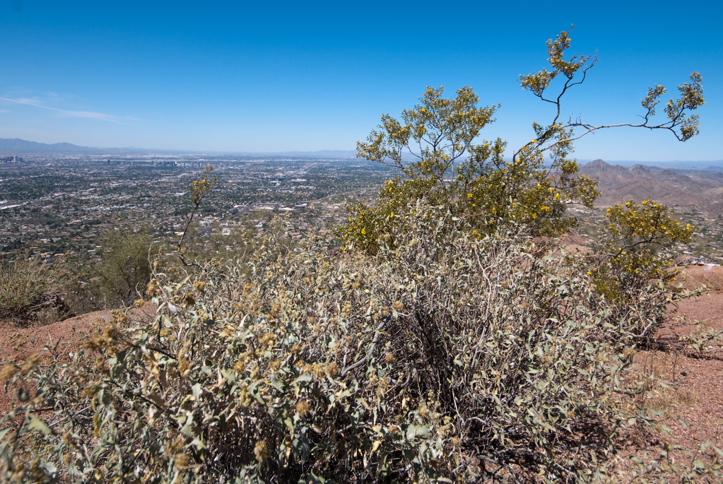 Mountain top shrubs