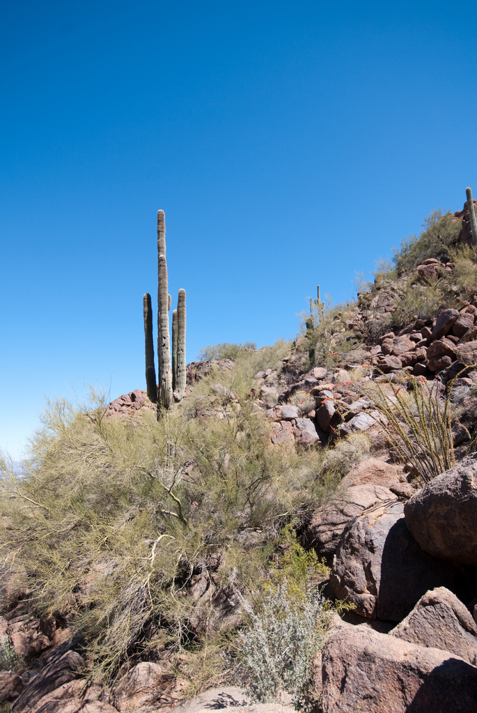 Saguaro