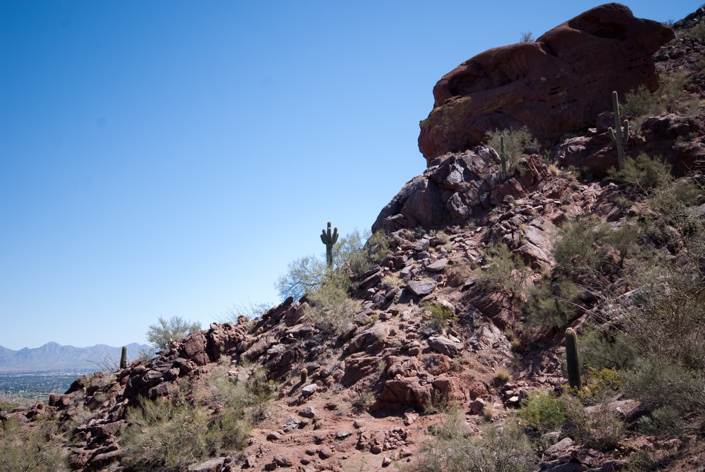 Saguaro