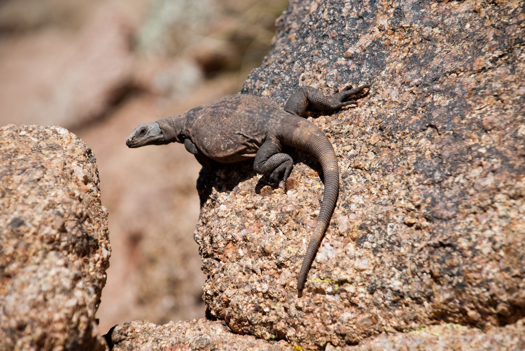 Chuckwalla
