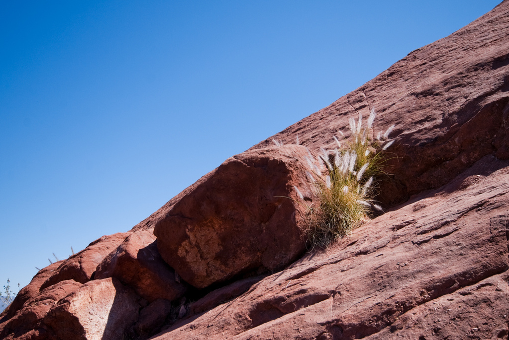 Grass on rocks