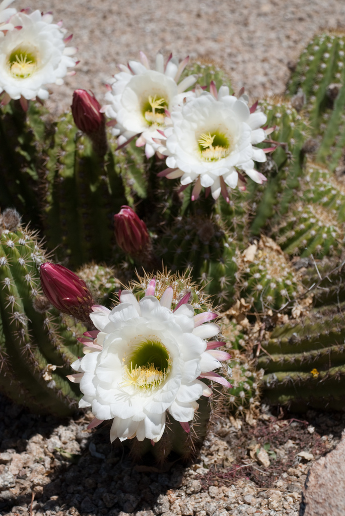 Flowering cactus