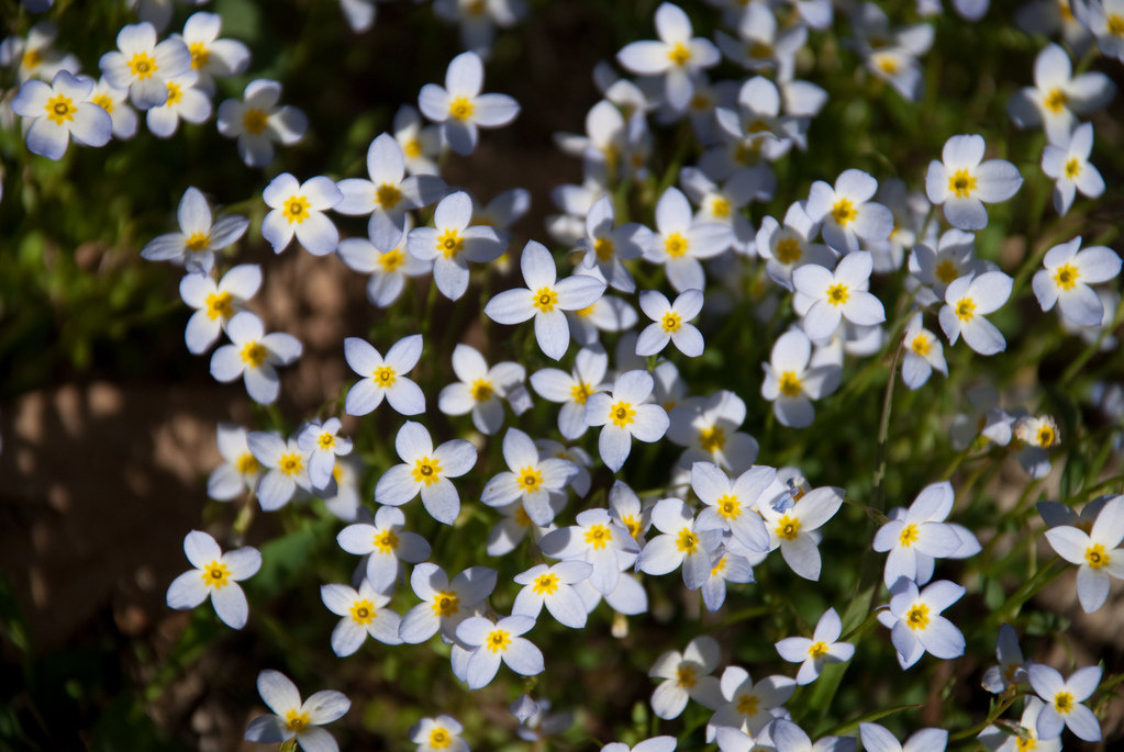 Lawn flowers