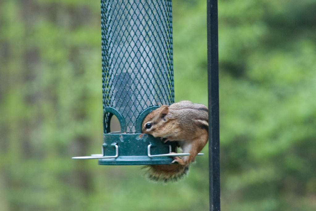 What is this \"squirrel proof\" of which you speak?
