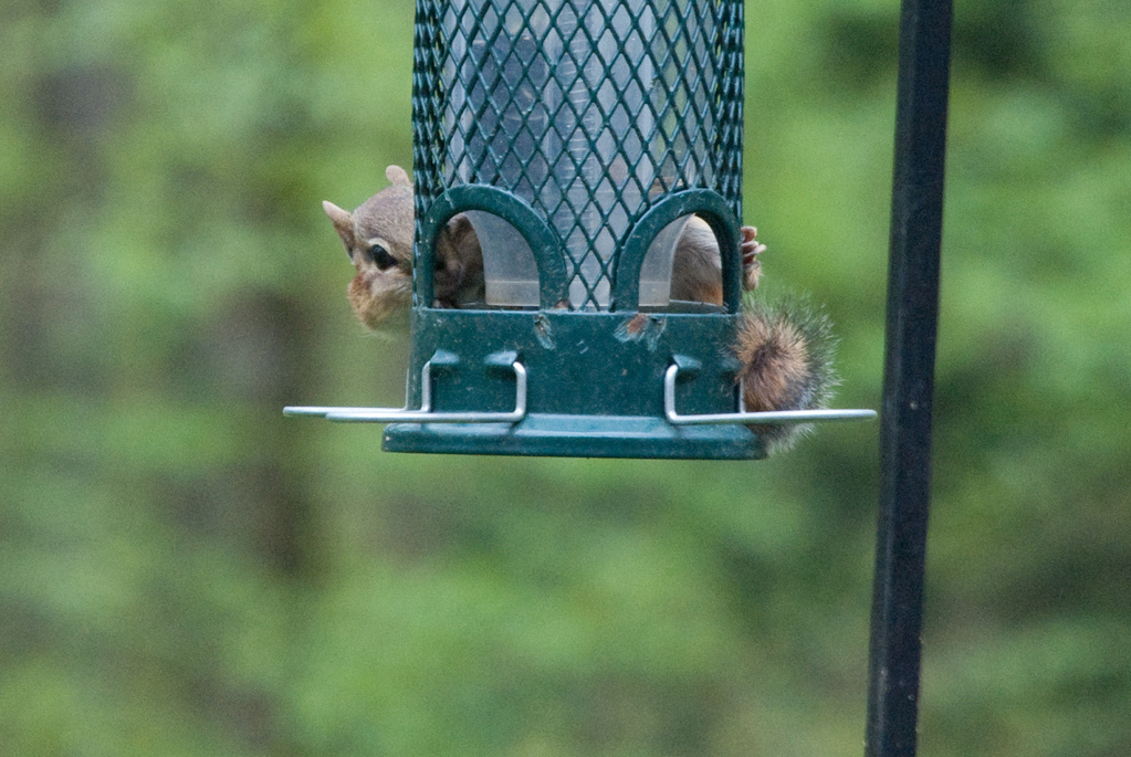 What is this \"squirrel proof\" of which you speak? What is this \"squirrel proof\" of which you speak?