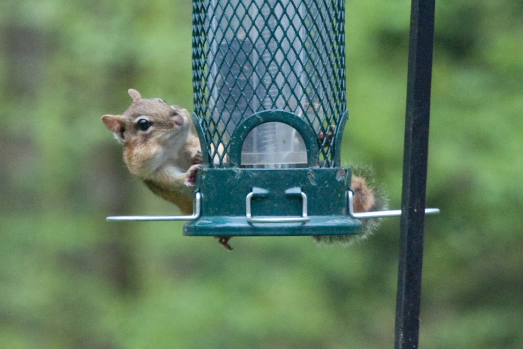 What is this \"squirrel proof\" of which you speak?