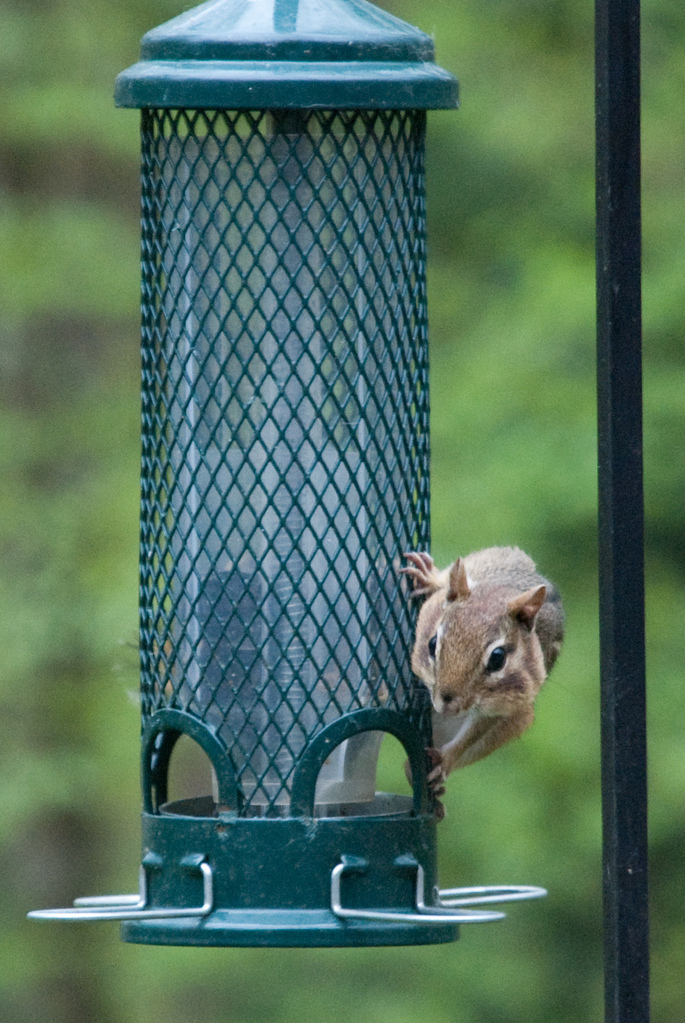 What is this \"squirrel proof\" of which you speak?
