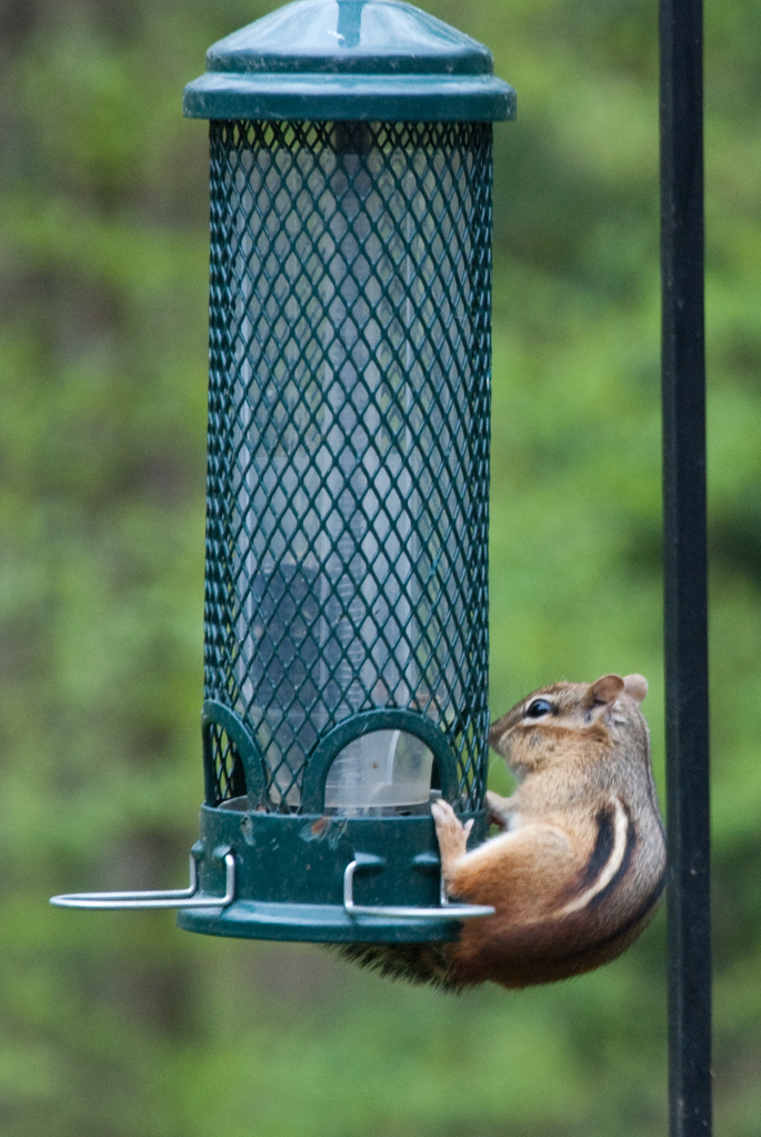 What is this \"squirrel proof\" of which you speak?