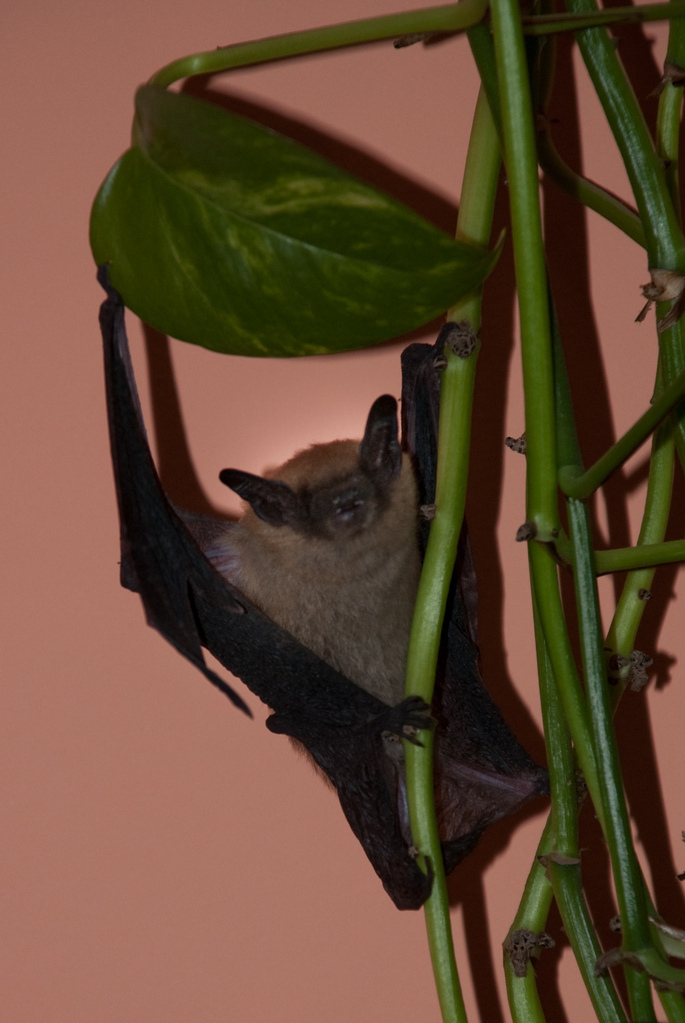 Bat Bat