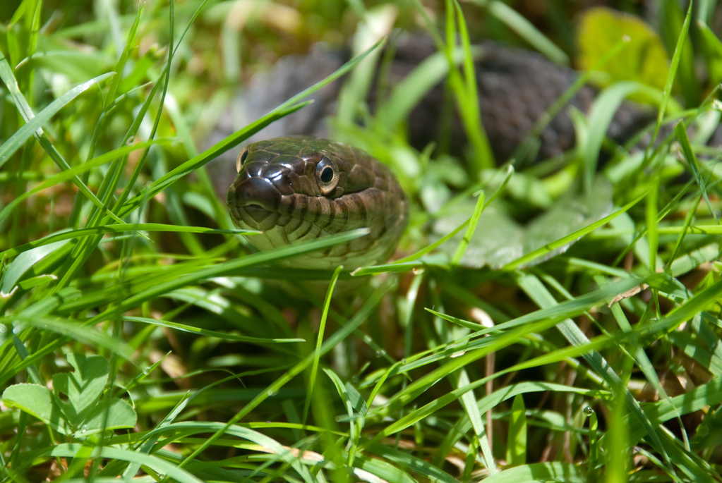 Northern Water Snake
