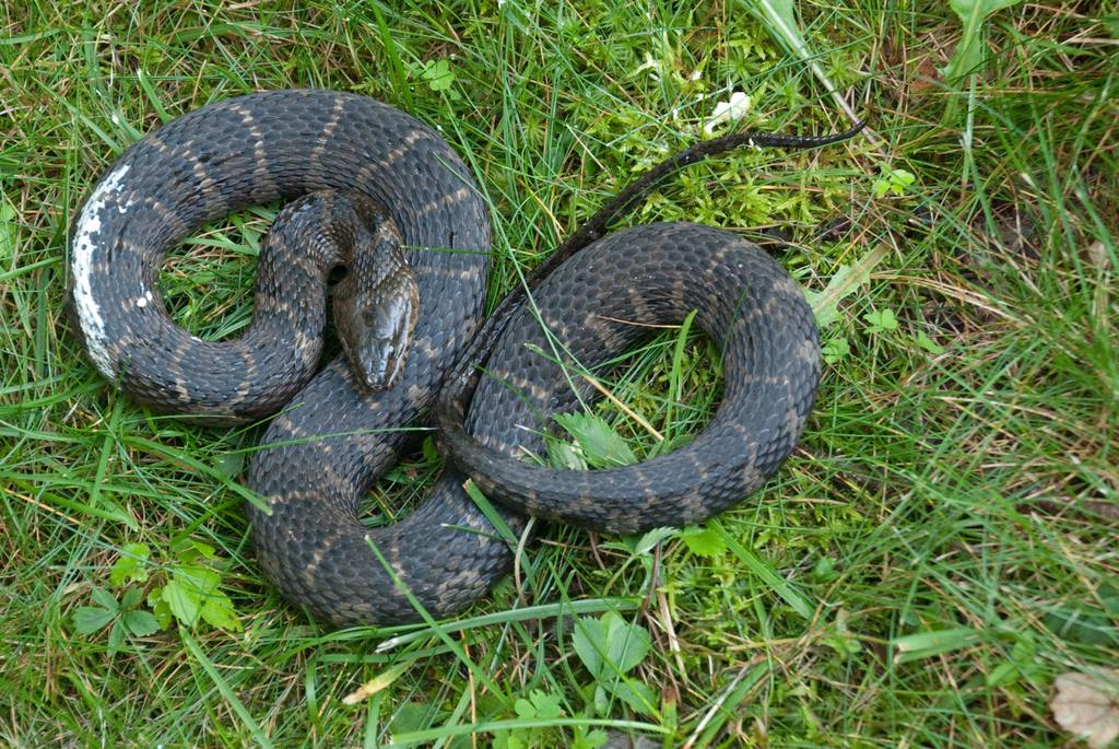 Northern Water Snake