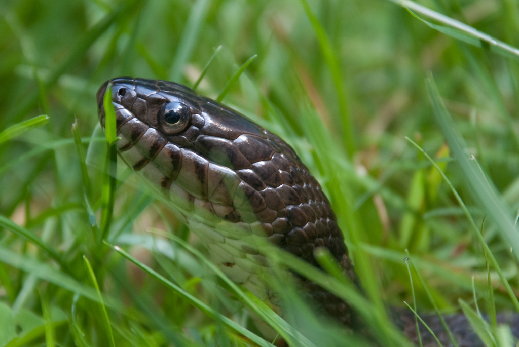 Northern Water Snake