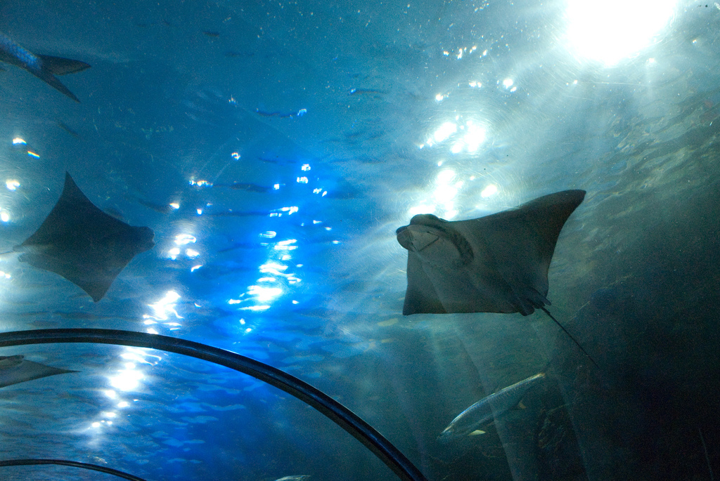 Aquarium of the Americas