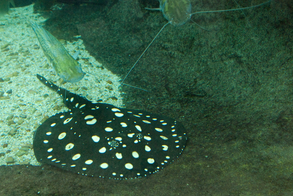 Aquarium of the Americas Aquarium of the Americas