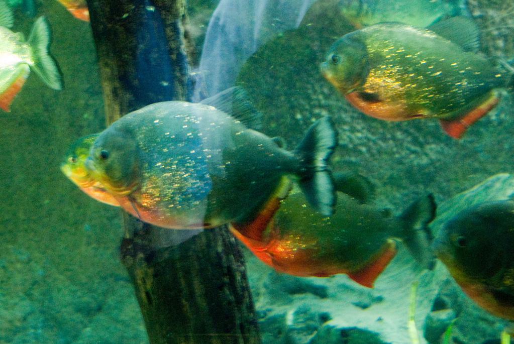 Piranha