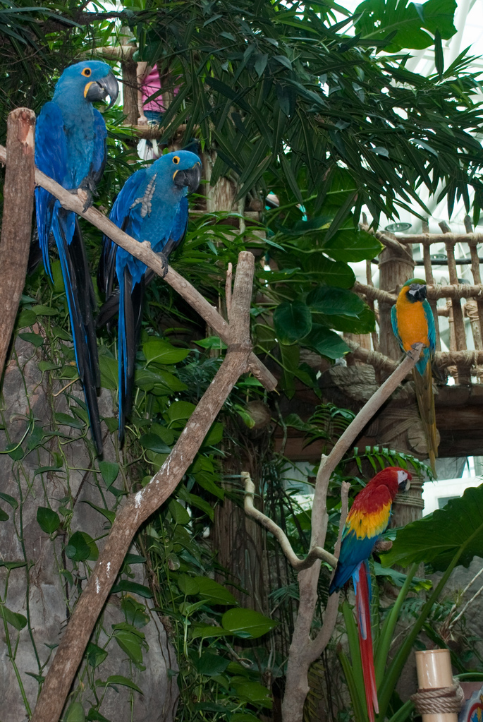 Aquarium of the Americas Aquarium of the Americas