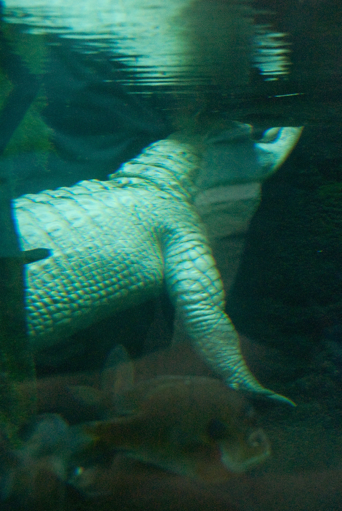 White alligator White alligator