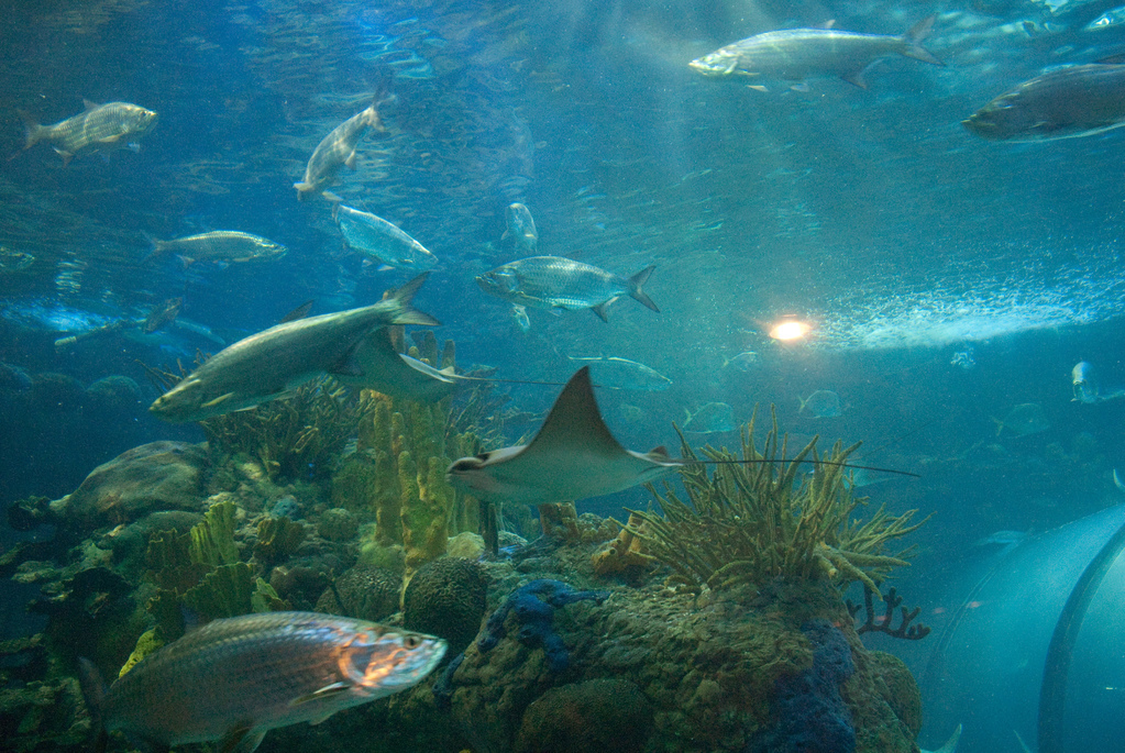 Aquarium of the Americas