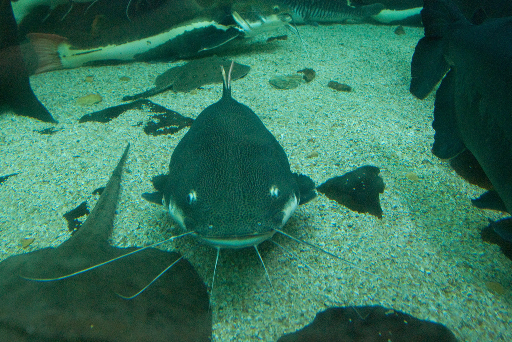 Arapaima