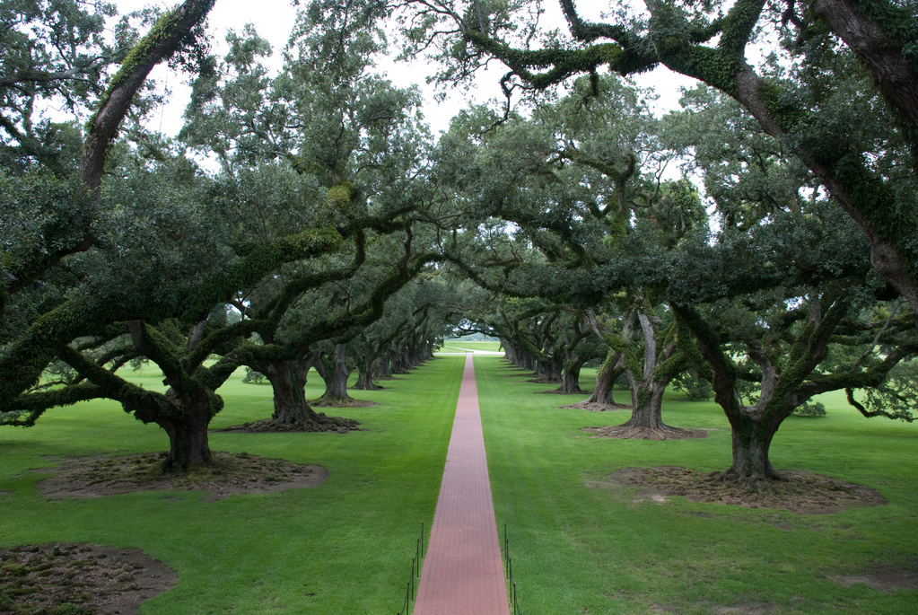 Oak Alley Plantation