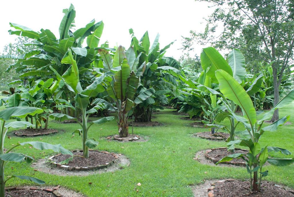 Bananas
