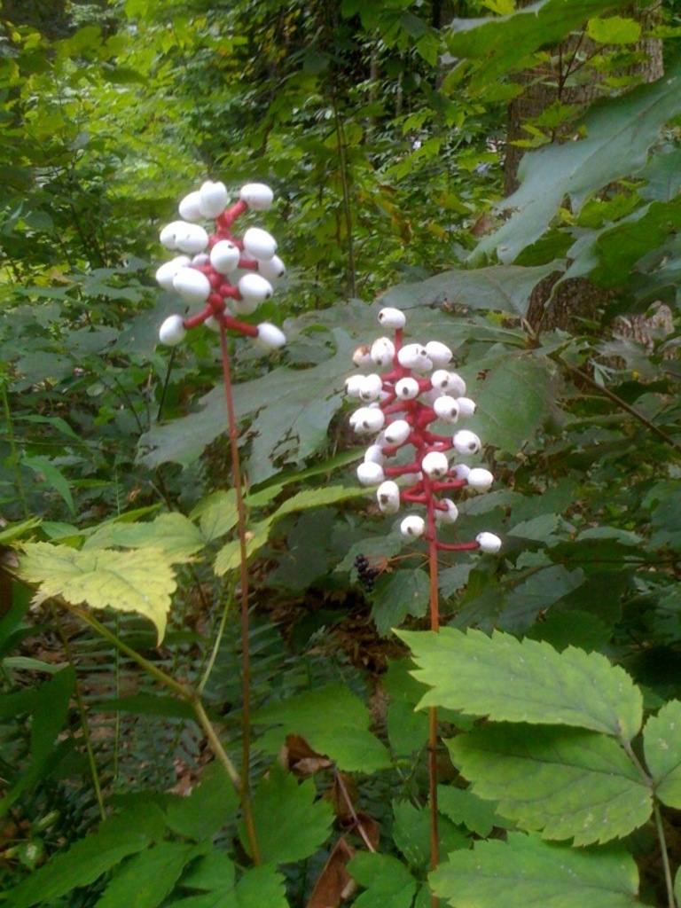 White seeds, or fruit
