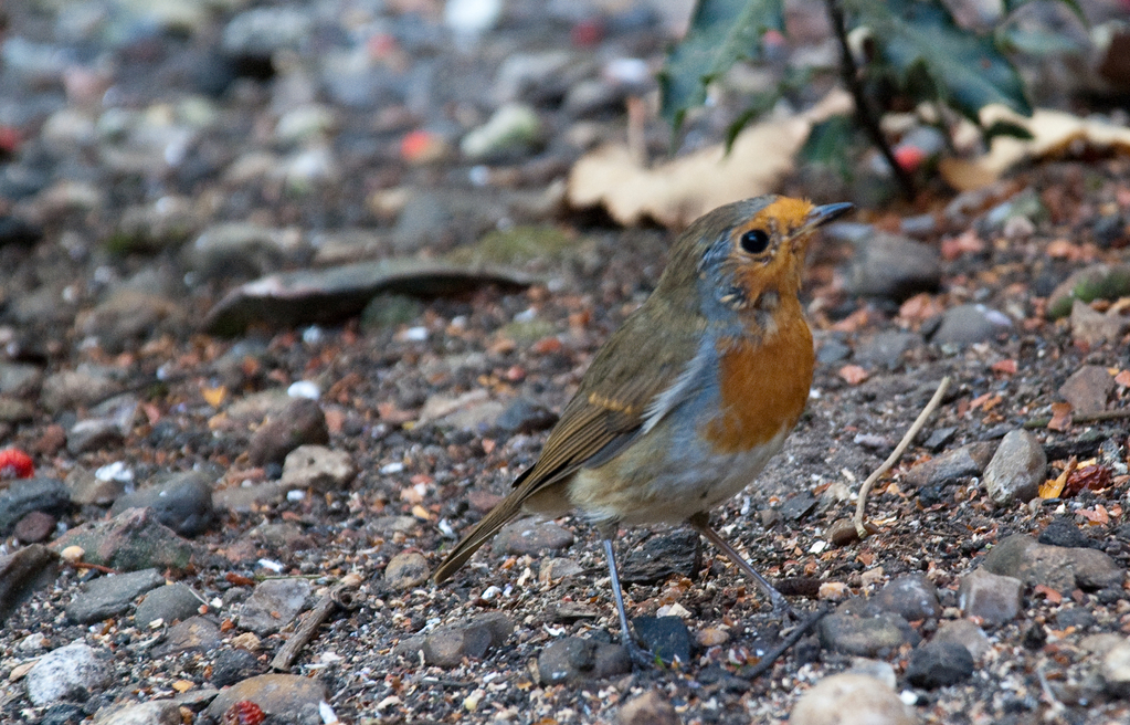 English Robin