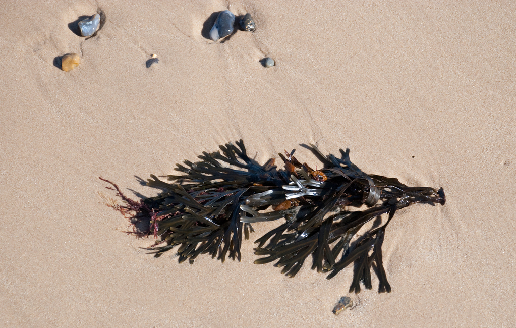 Seaweed