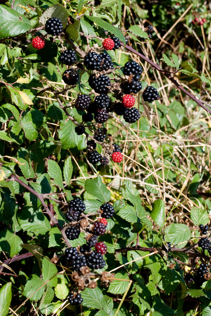 Blackberries