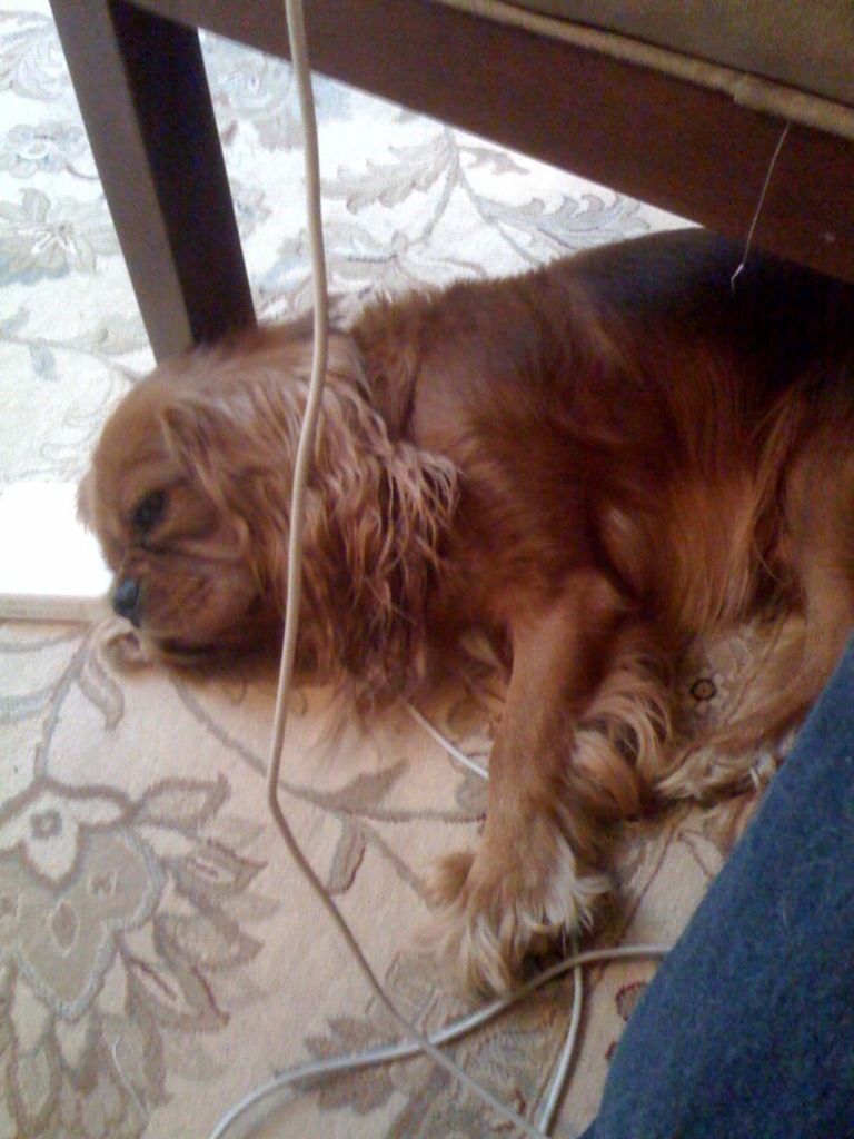 That's right dad, I want to sleep under the footstool on the power cord