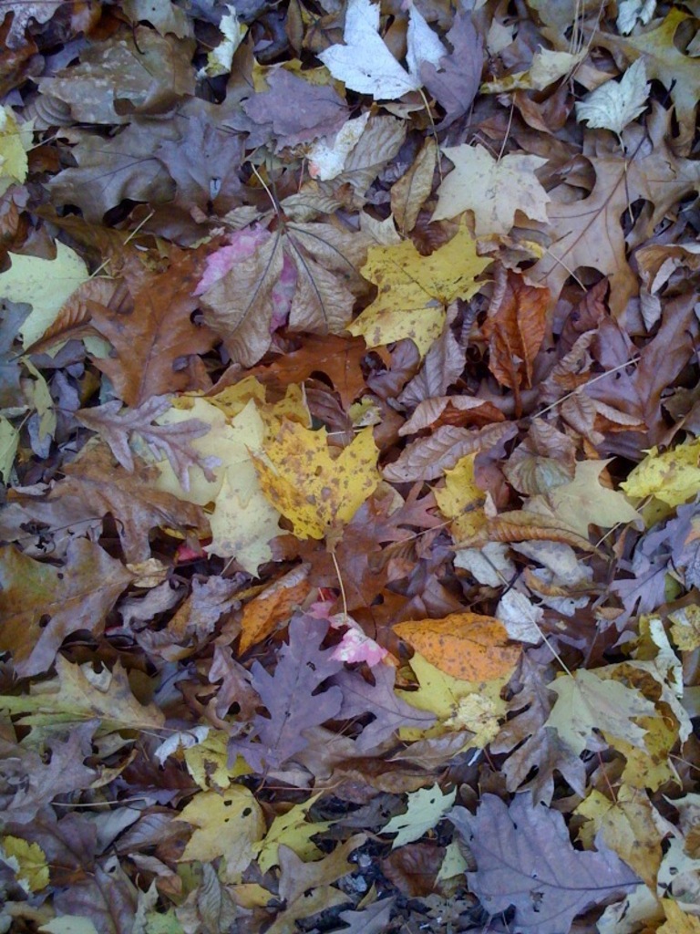 Autumn
