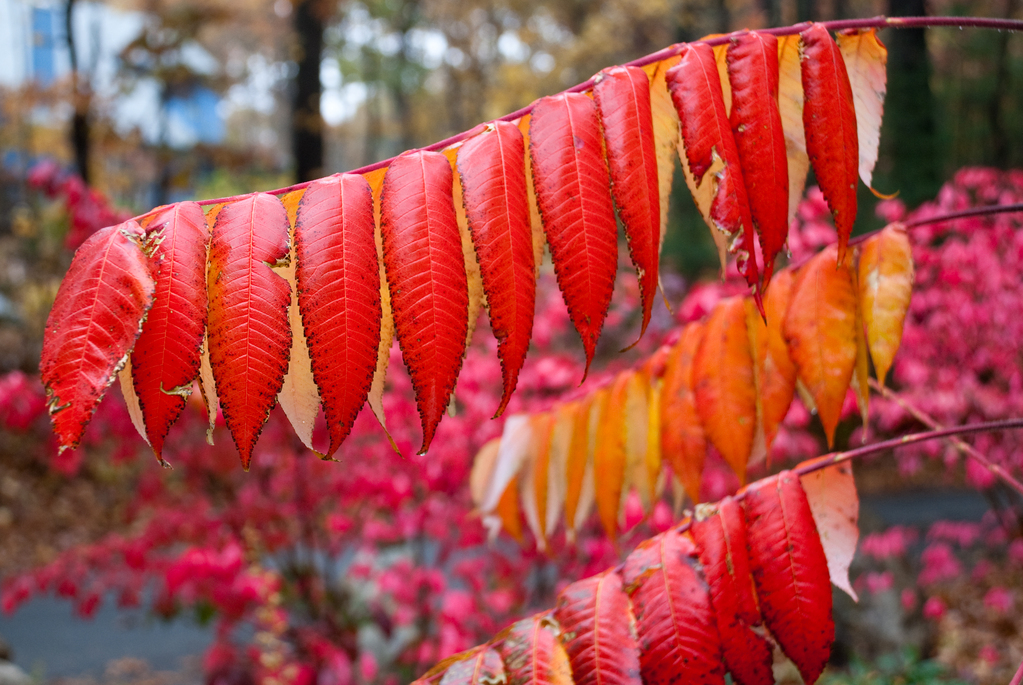 Autumn Sumac Autumn Sumac