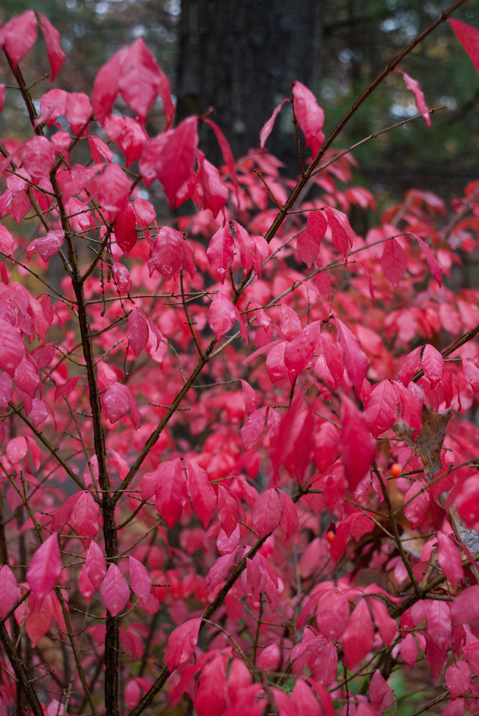 Burning bush Burning bush