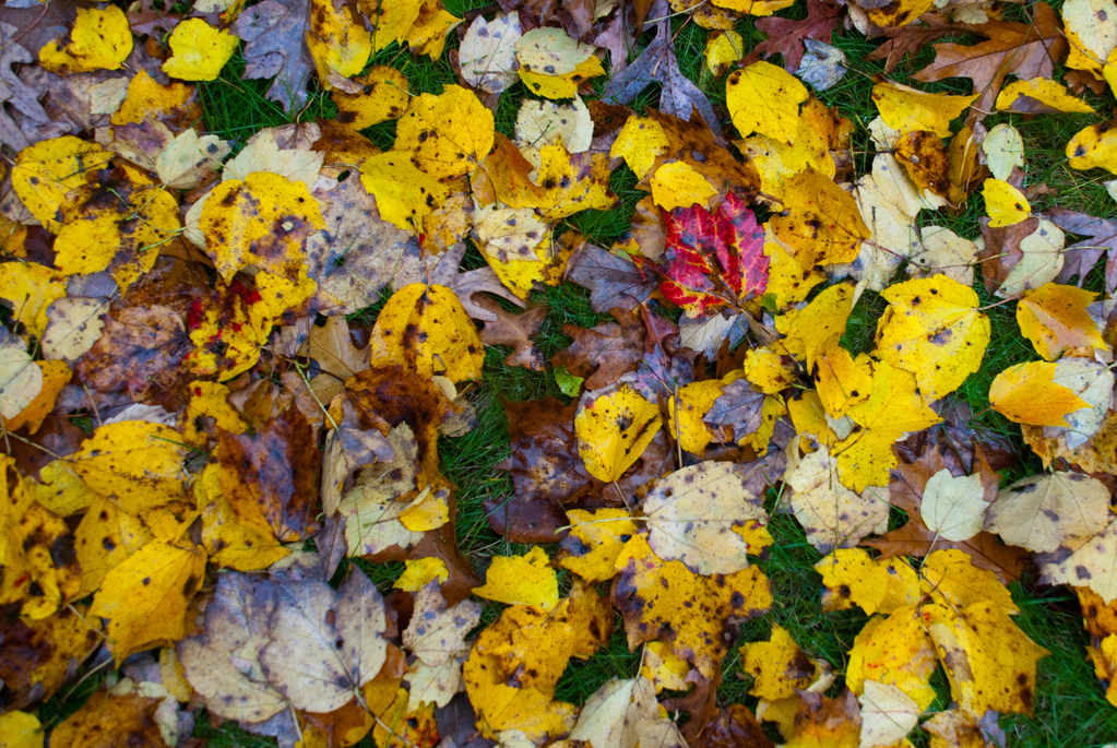 Leaves Leaves