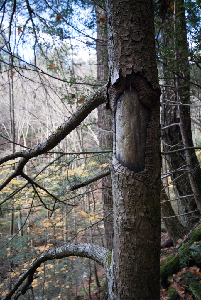 Tree Tree