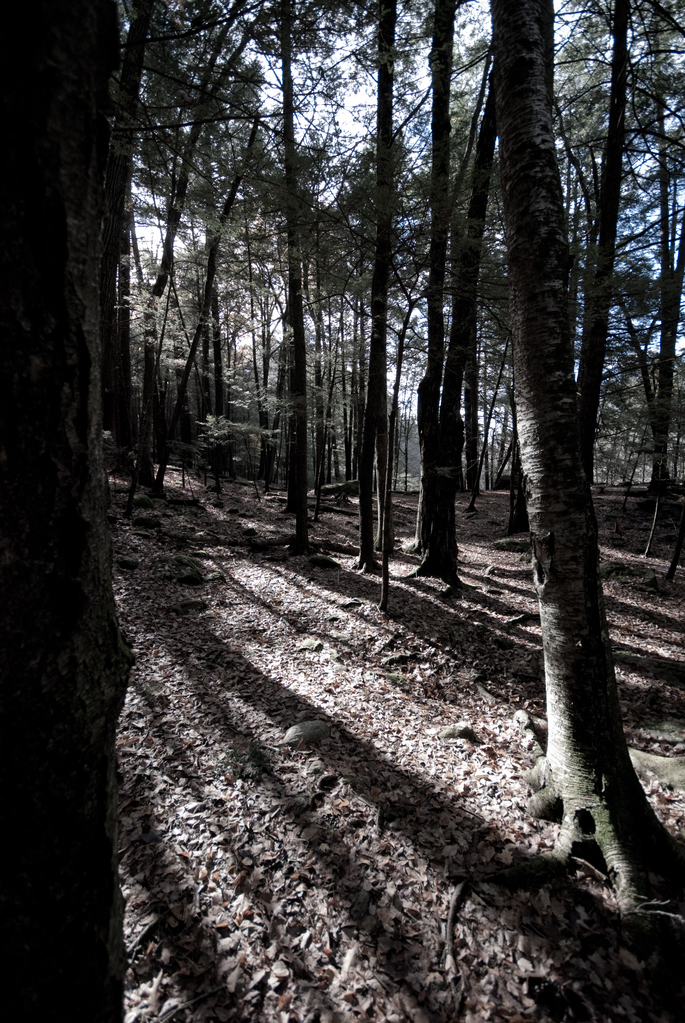 Forest Forest