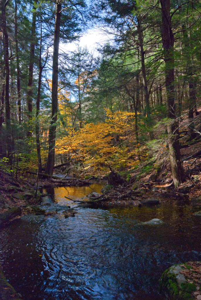 Yellow Yellow