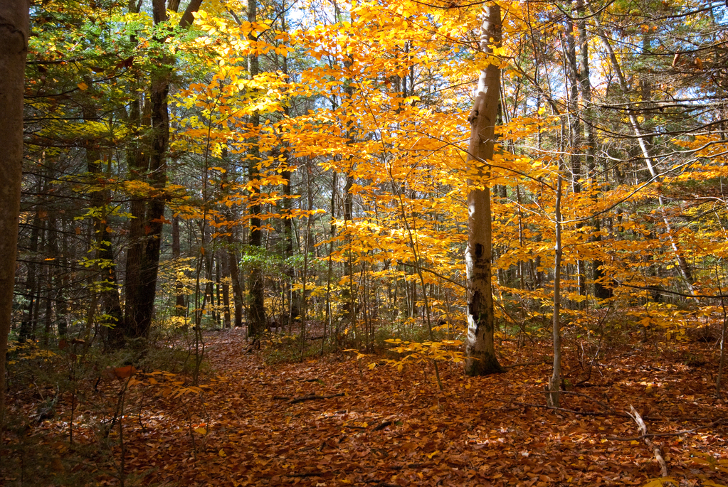 Forest Forest