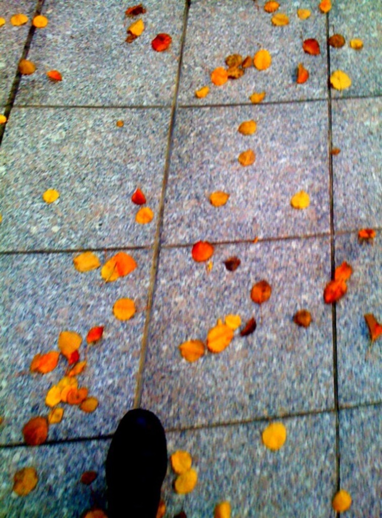 Boston leaves