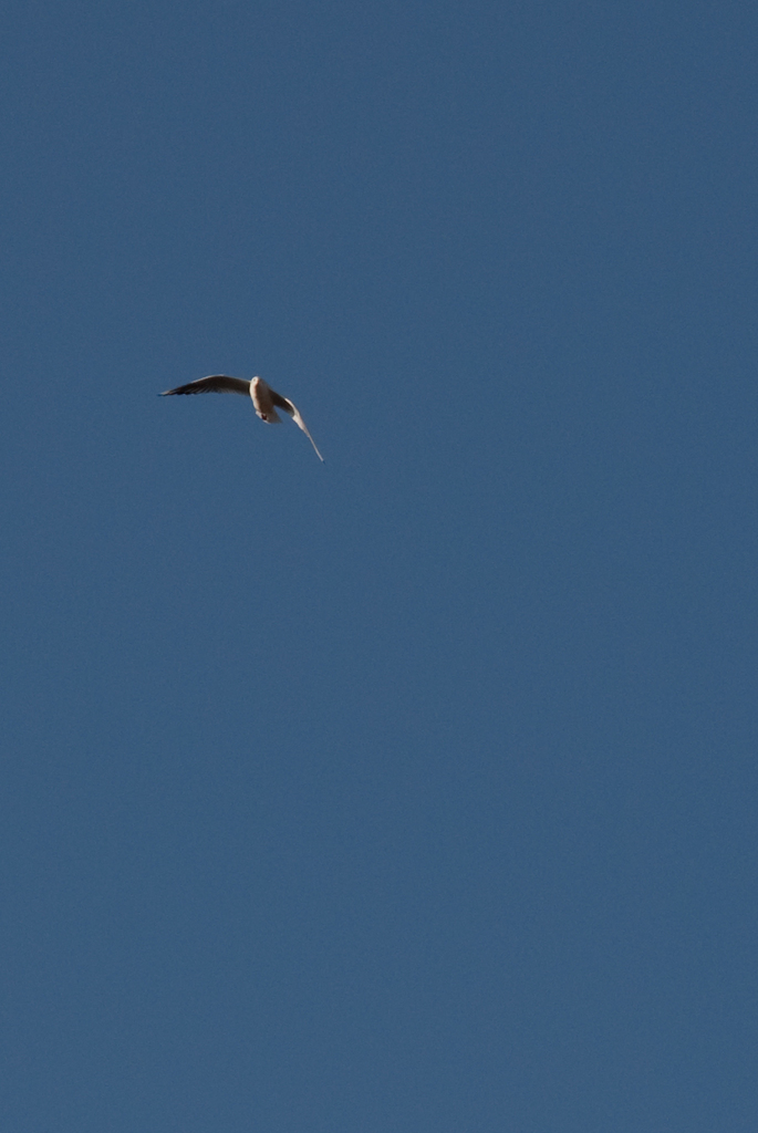Gull