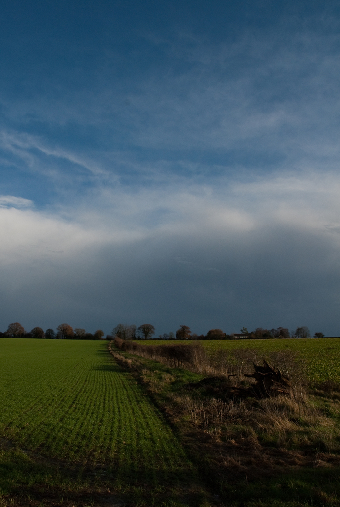 Hedgerow Hedgerow