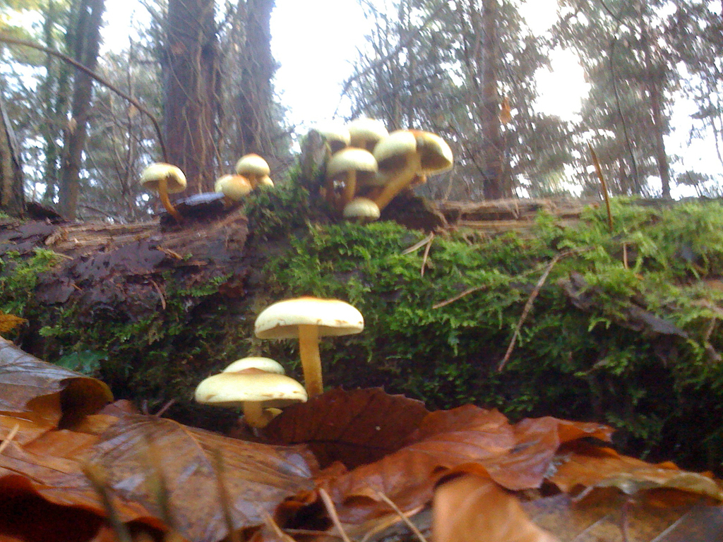 'shrooms