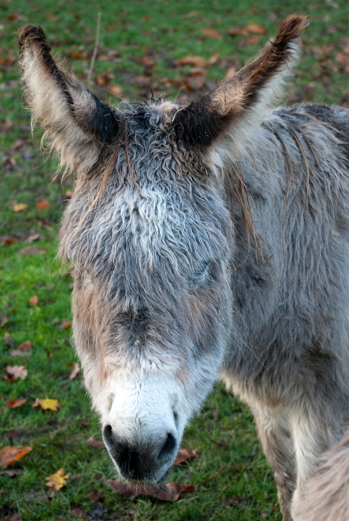 Donkey at Felbrigg