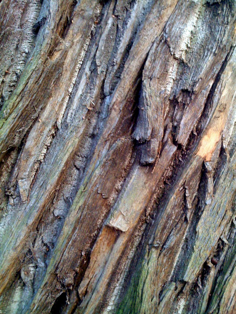 Patterns in bark