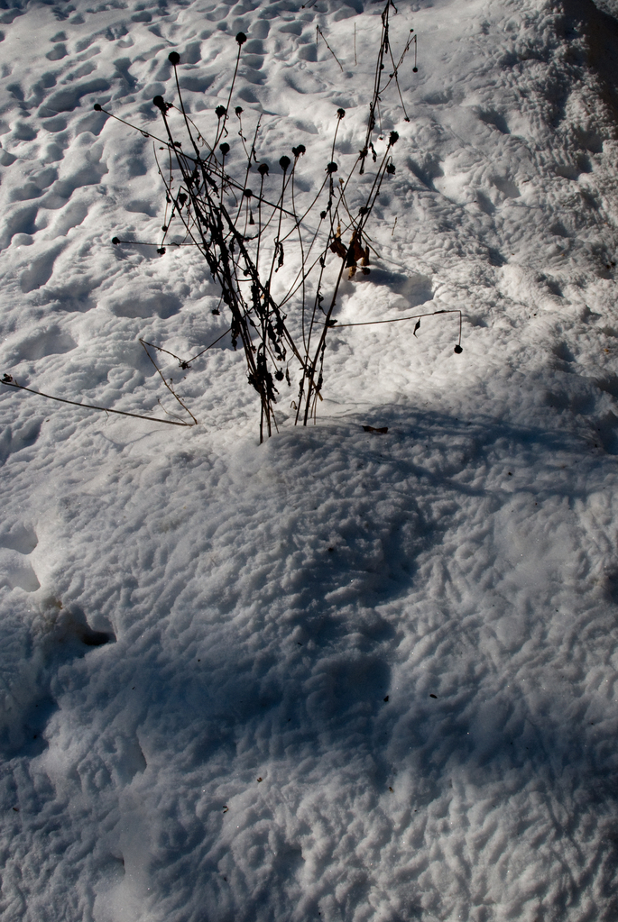 Bird tracks on snow
